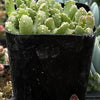 Aloinopsis Setifera