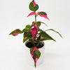 Alternanthera 'Party Time'