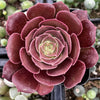 Aeonium Velvour