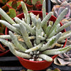 Senecio Woolly