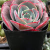 Echeveria Museli