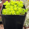 Sedum Tokyo Sun