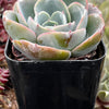 Echeveria Imbricata Hybrid