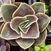 Echeveria Fireglow