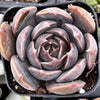 Echeveria Marrom