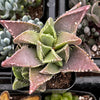 Faucaria Tigrina