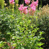10 QUEEN Of THE PRAIRIE Pink Meadowsweet Filipendula Rubra Flower Seeds