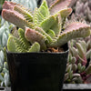 Faucaria Tigrina