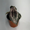 Alocasia Azlanii