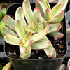 Crassula Candy Cane
