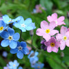 100 Mixed FORGET ME NOT Pink Blue White Mix Myosotis Alpestris Flower Seeds *Flat Shipping