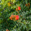 African Tulip Tree, Jamaican Donkey Pee Pee  (Spathodea campanulata)