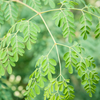 Moringa (Moringa oleifera)