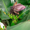 Banana 'Dwarf Cavendish' (Musa acuminata)