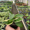 Hoya Carnosa 'Tricolor'