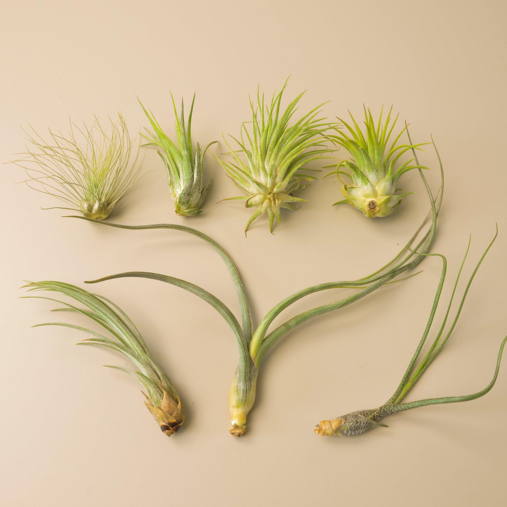 buy air plant seeds 7 Tillandsia Air Plant Variety Pack – The Plant Seed