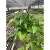 Pothos 'Skeleton Key'