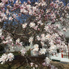 5 STAR MAGNOLIA Stellata TREE Seeds - Fragrant White to Pink Big 4" Wide Flowers