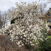5 STAR MAGNOLIA Stellata TREE Seeds - Fragrant White to Pink Big 4" Wide Flowers