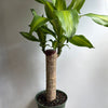Brazilian Lucky Wood (Dracaena Massangeana)