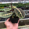 Maranta 'Red Prayer'