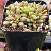 Anacampseros Vanthielii