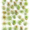 Tillandsia Ionantha Air Plant Collection