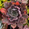 Echeveria Neon Breaker