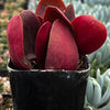Crassula Pondo Cliff