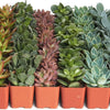 Assorted Mini Succulent Collection