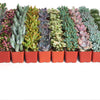 Pastel Mini Succulent Collection