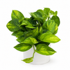 Pothos Lizard Queen