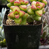 Crassula Brevifolia