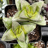 Crassula Springtime