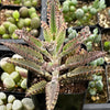 Mother of Millions