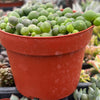 String of Pearls