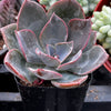 Echeveria Moon Dust Rose