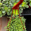 String of Pearls