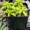 Peperomia Axillaris