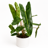 Philodendron Billietiae