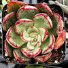 Echeveria Ana Lu