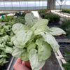 Syngonium 'Moonshine'