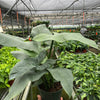 Philodendron 'Silver Sword'