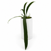 Anthurium Vittarifolium