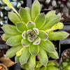 Sempervivum Spring Beauty