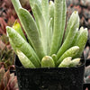 Senecio Woolly