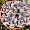 Echeveria Cubic Frost