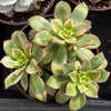 Aeonium Kiwi