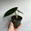 Alocasia Green Unicorn