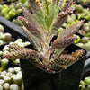 Mother of Millions